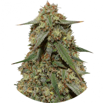 Семена марихуаны купить сорт Girl Scout Cookies Fem.