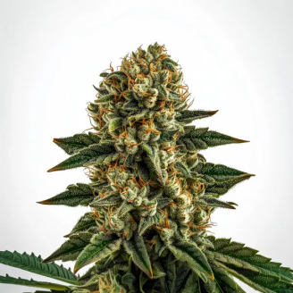 Семена марихуаны купить сорт Gorilla Berry Auto Fem.