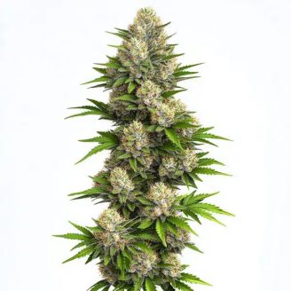 Семена марихуаны купить сорт Hellfire OG Auto Fem.