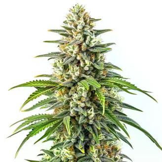 Семена конопли сорта Strawberry Cheesecake Auto Fem.