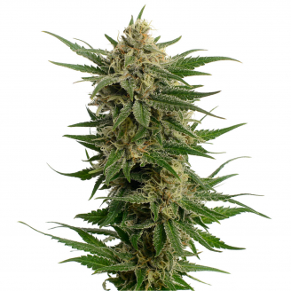 Семена марихуаны купить сорт Critical CBD Auto Fem.