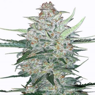 Семена марихуаны купить сорт Do-Si-Dos Cookies Auto Fem.