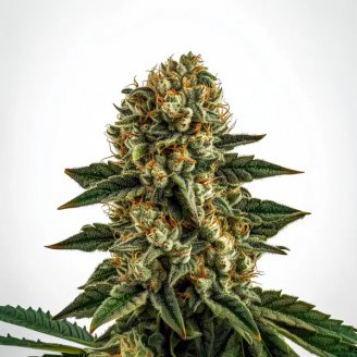 Семена марихуаны купить сорт Gorilla Berry Auto Fem.
