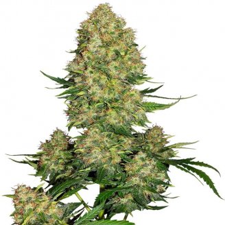 Семена конопли сорта Vanilla Frosting Fem.
